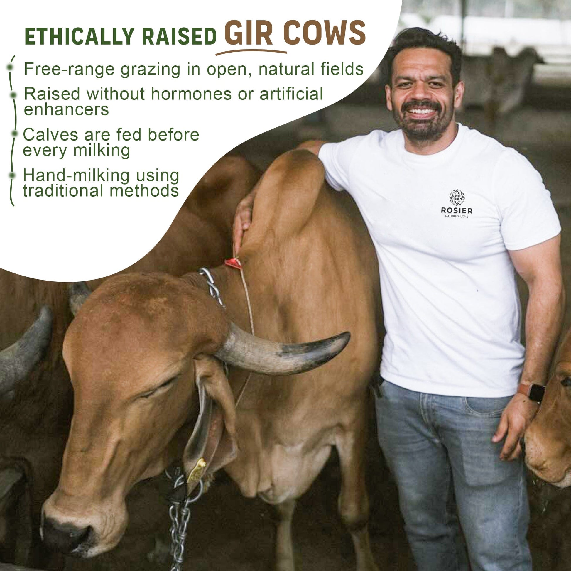 Rosier Foods Gir Cow A2 ghee - Made From Curd
